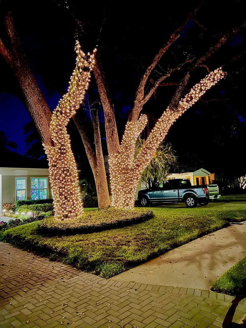 Christmas light installation on a tree in Tampa
