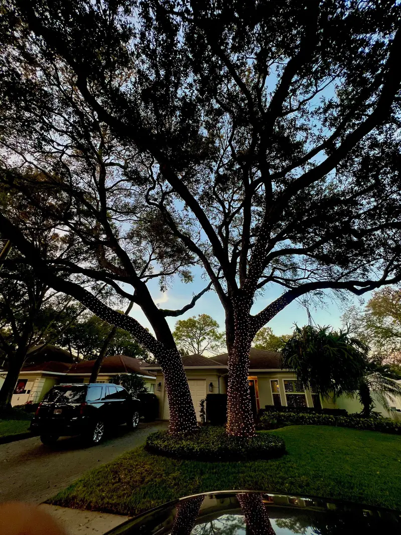 Christmas light installation on an oak tree in Tampa